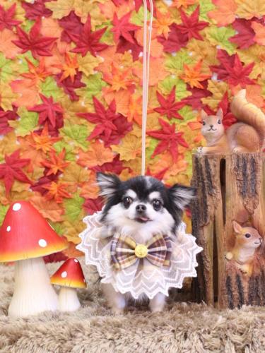 20241107てんちゃん